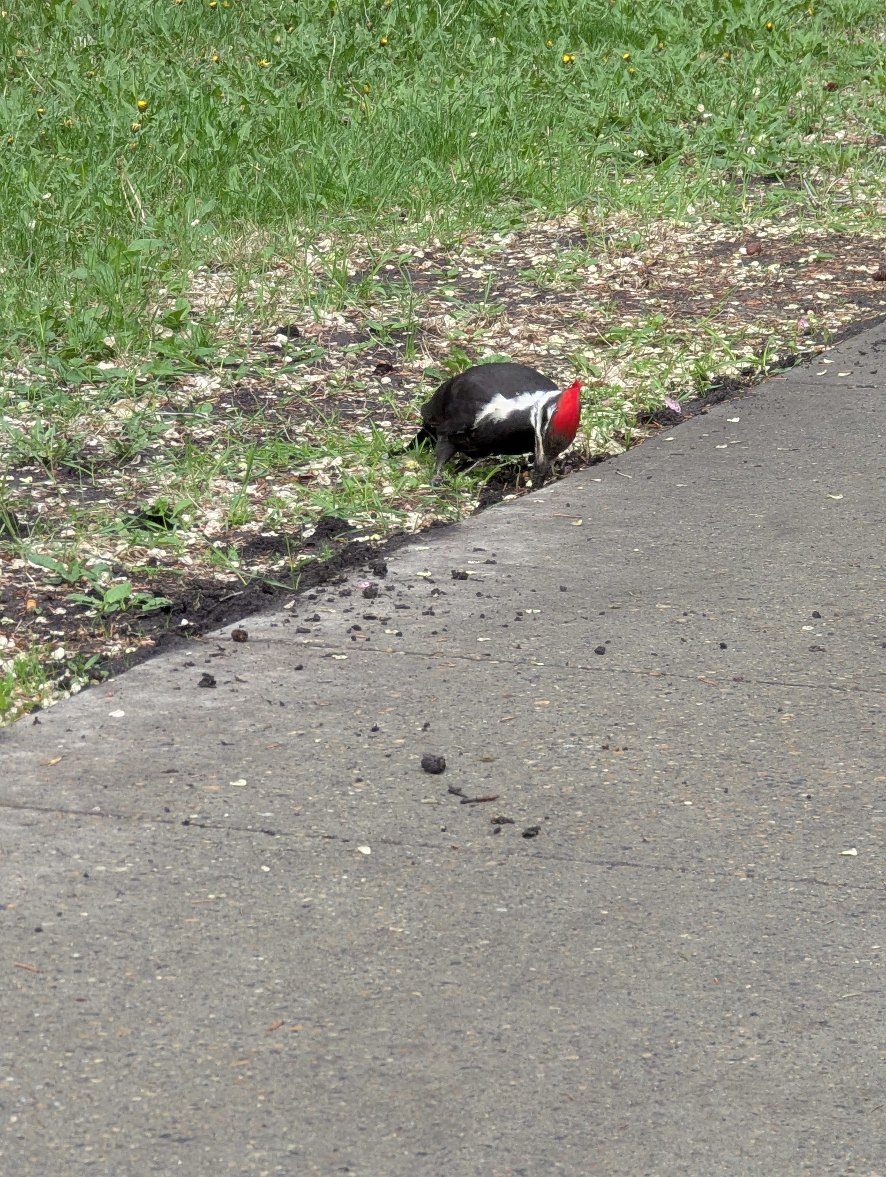 Birthday Trip to Canada, University of Alberta, pileated woodpecker